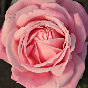 Drevesne vrtnice - - Roza - Kós Károly emléke - 